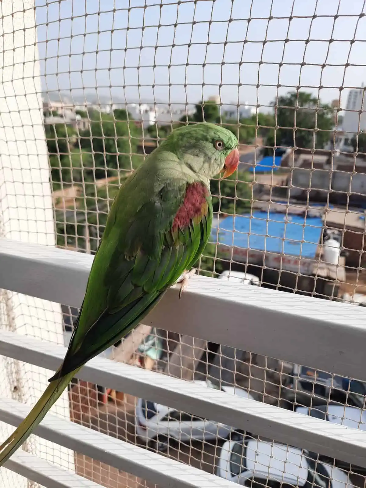 Balkon Filesi