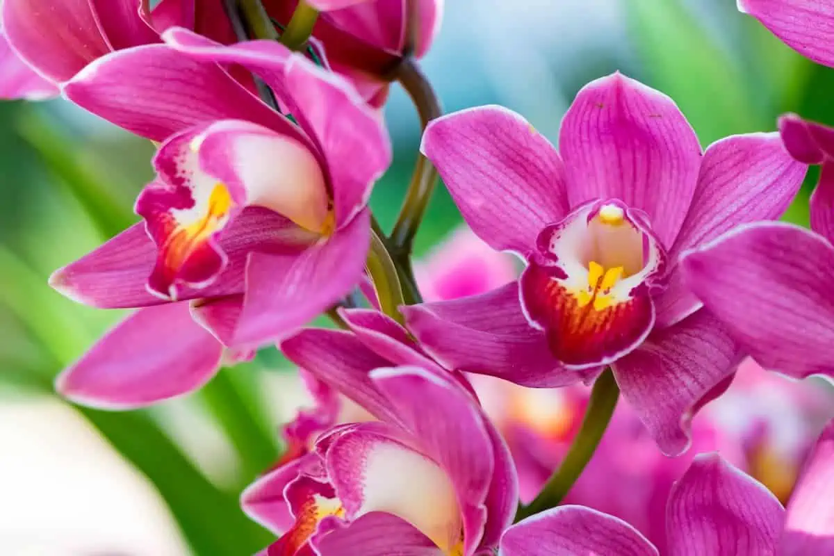 Orkide Hakkında Sık Sorulan Sorular