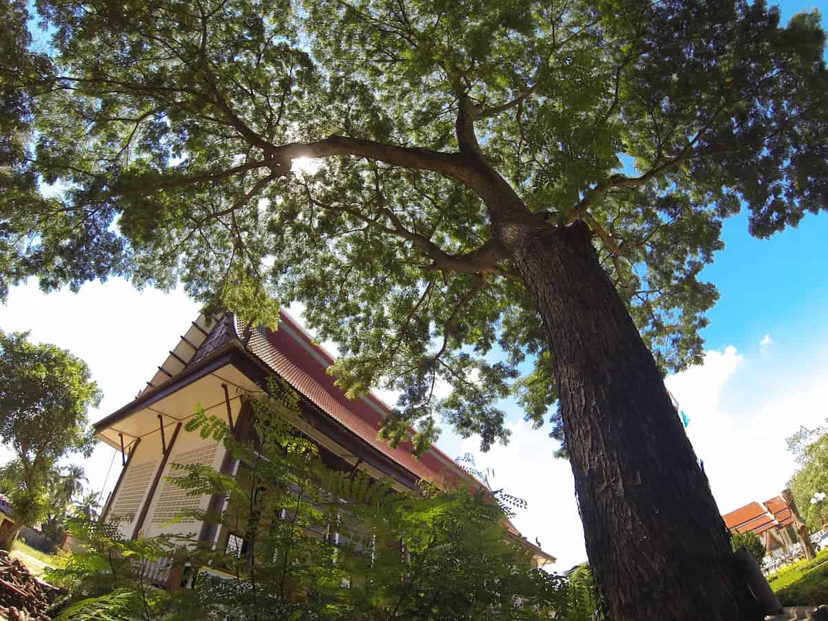 Feng Shui'ye Göre Evin Önündeki Ağacın Anlamı