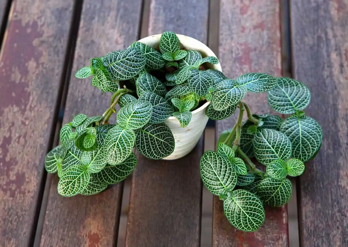 Fittonia Bakımı