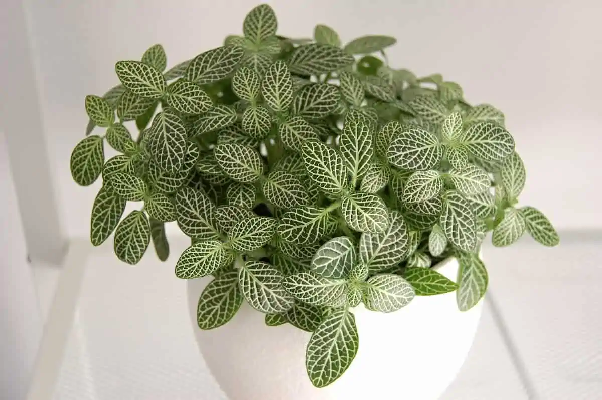 Fittonia Bakımı