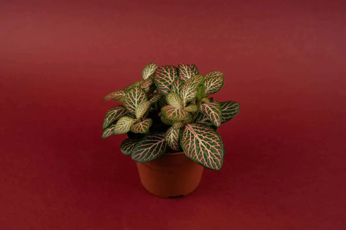 Fittonia Bakımı