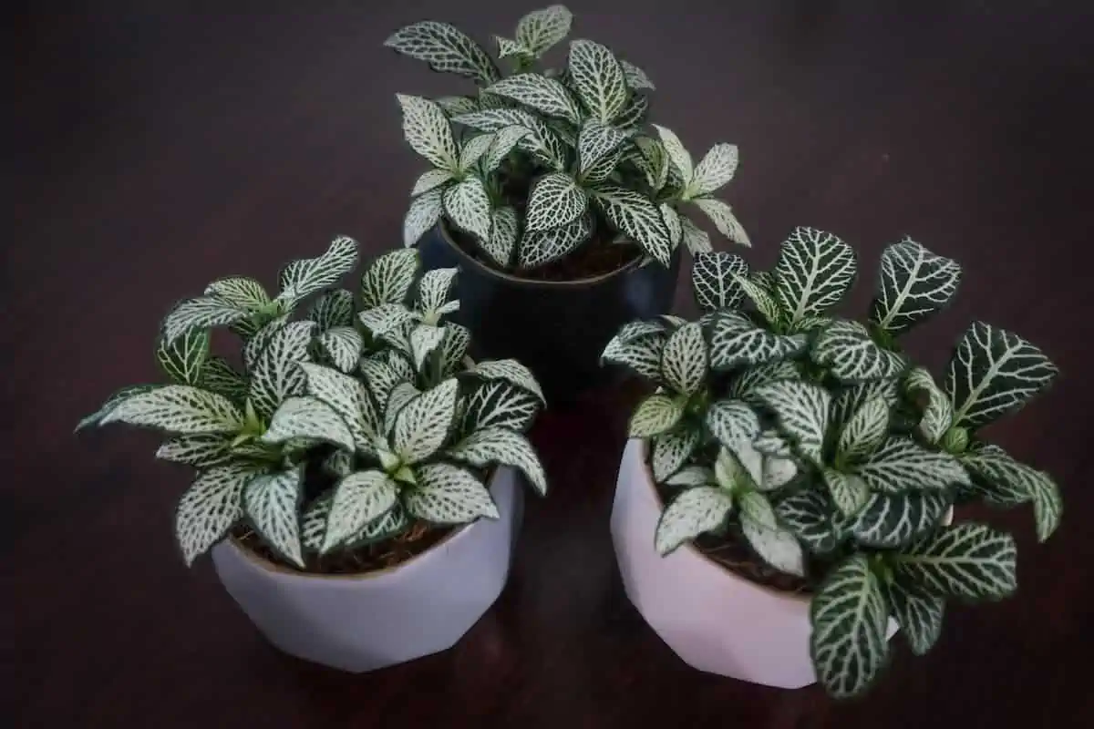 Fittonia Bakımı