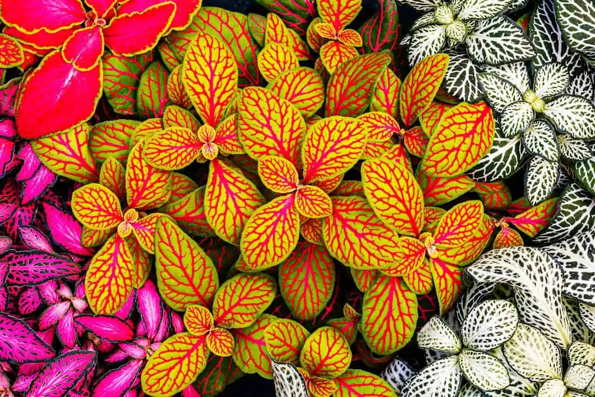 Fittonia Bakımı