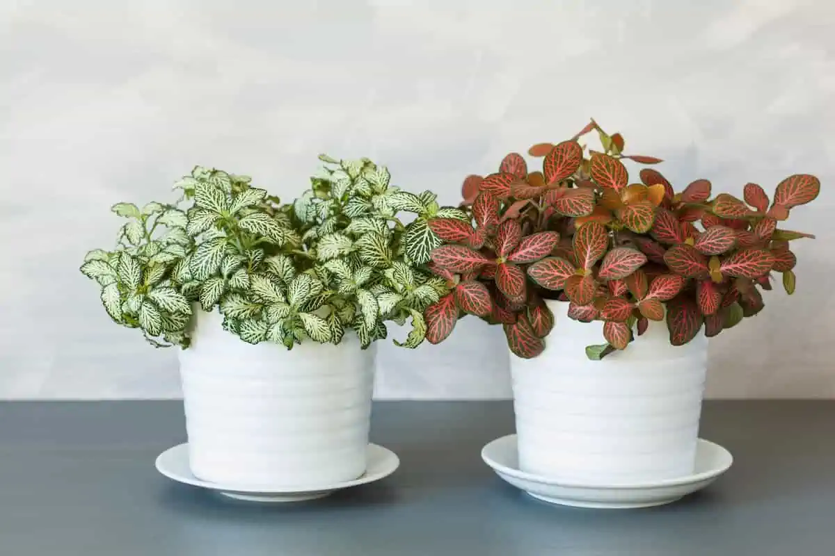 Fittonia Bakımı