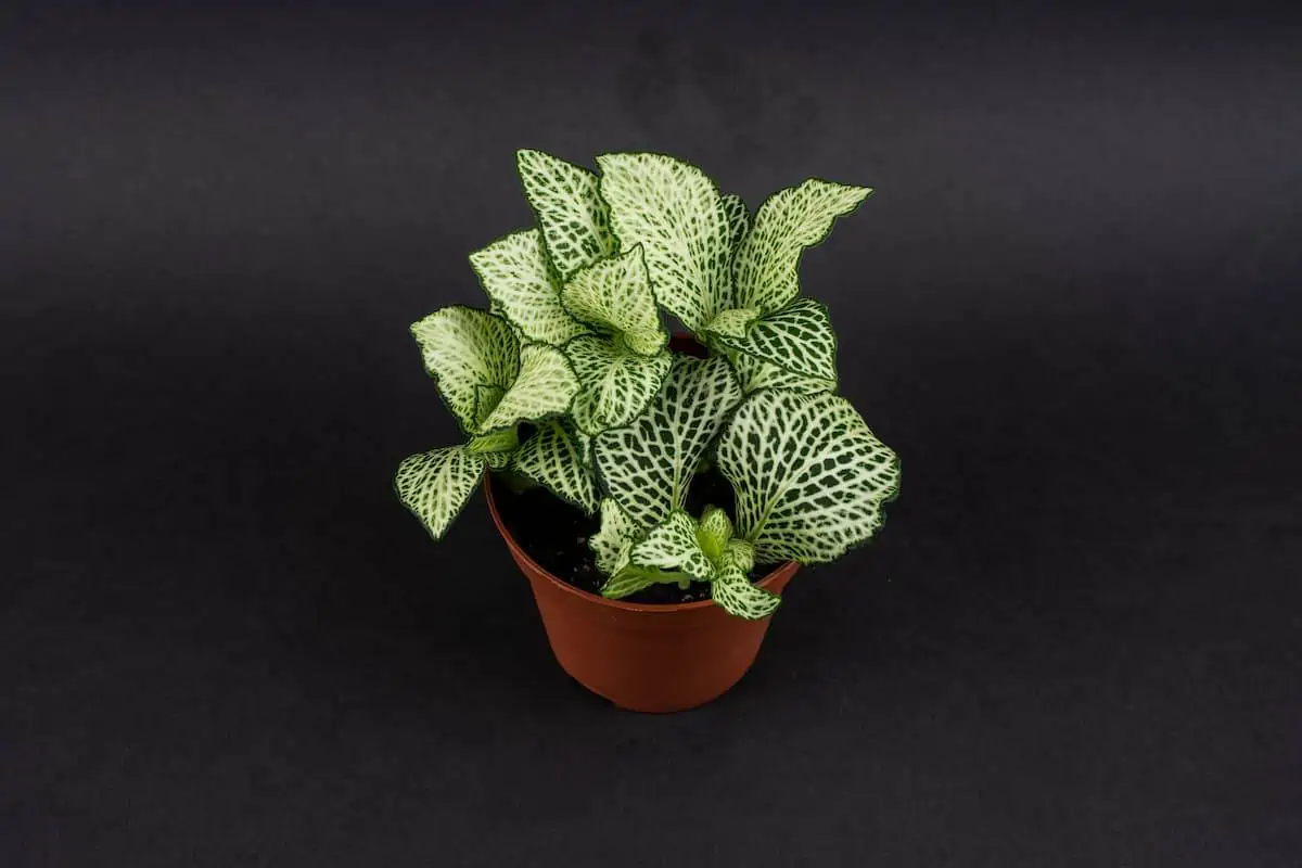 Fittonia Bakımı