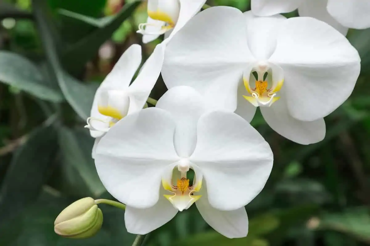 Phalaenopsis Orkide Bakımı