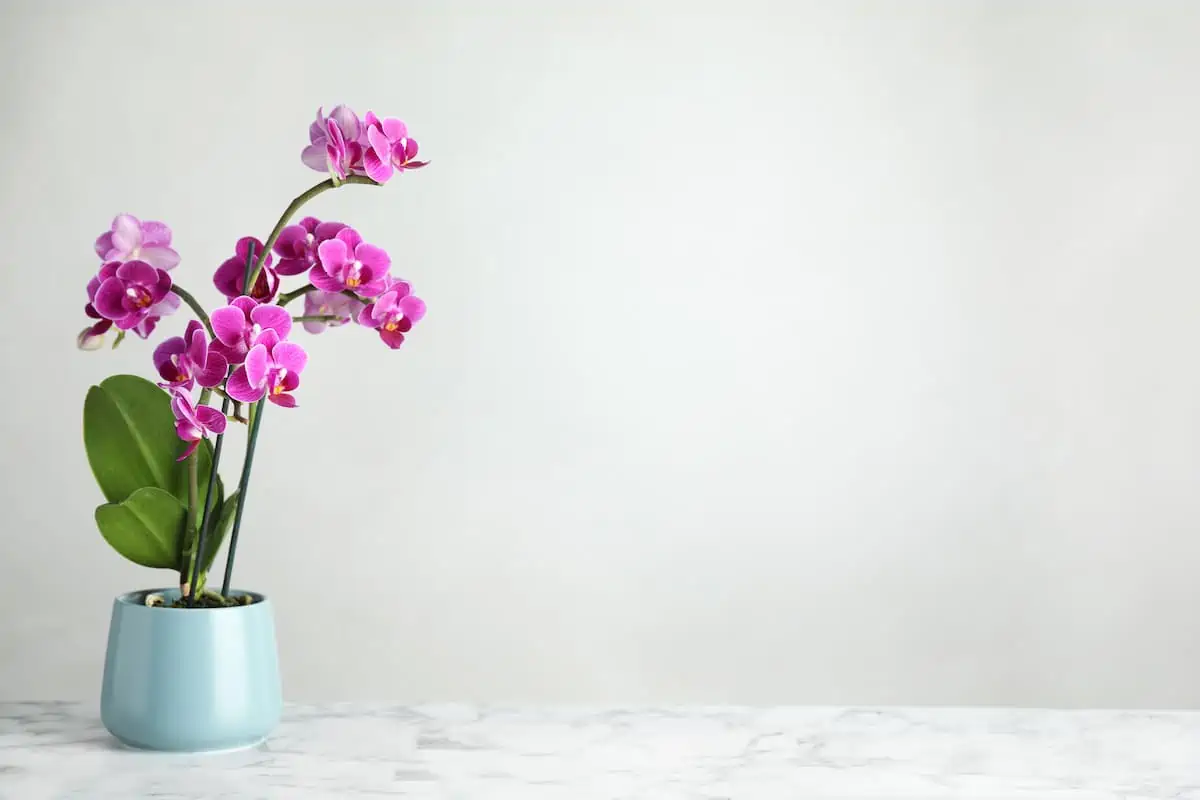 Phalaenopsis Orkide Bakımı