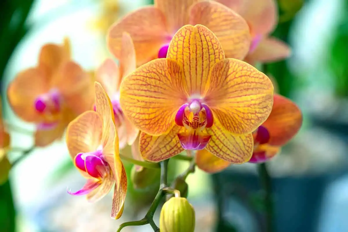 Phalaenopsis Orkide Bakımı