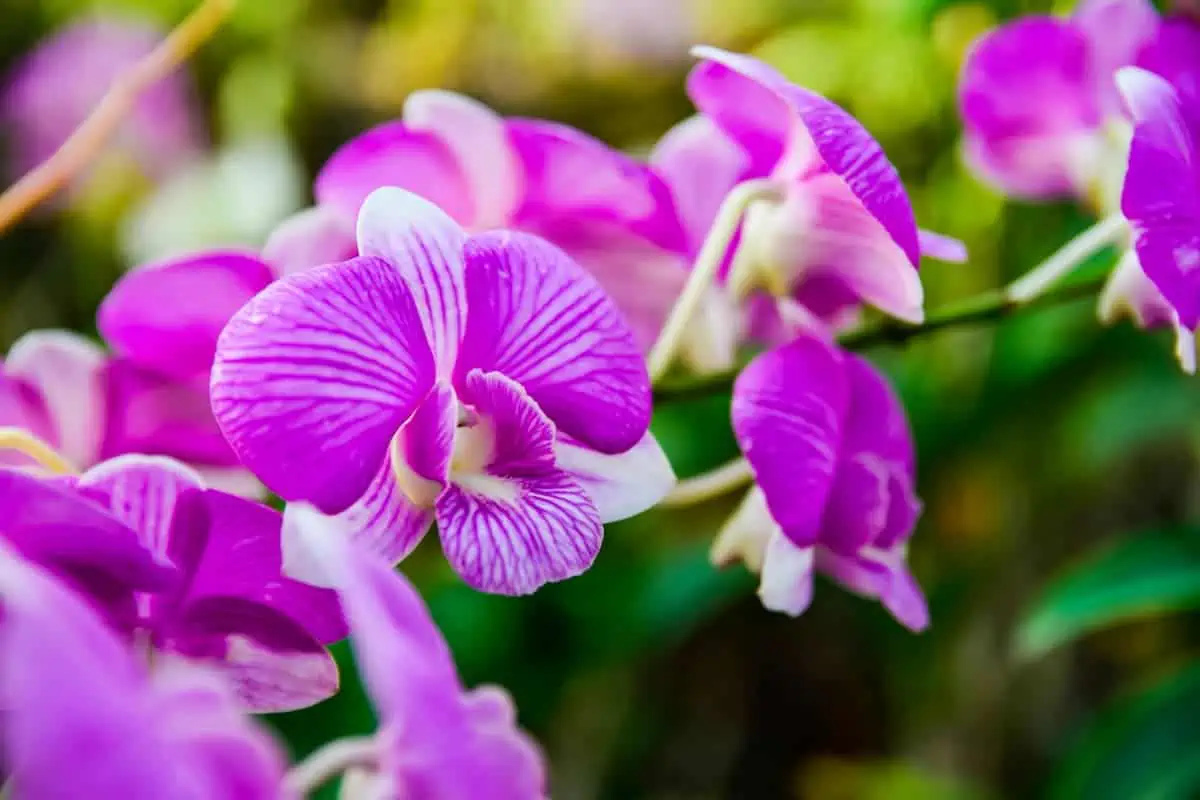 Phalaenopsis Orkide Bakımı