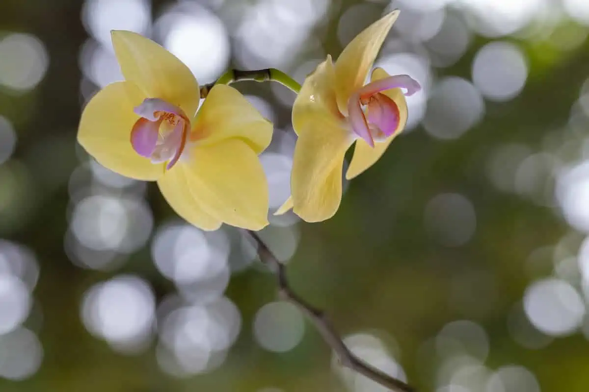 Phalaenopsis Orkide Bakımı