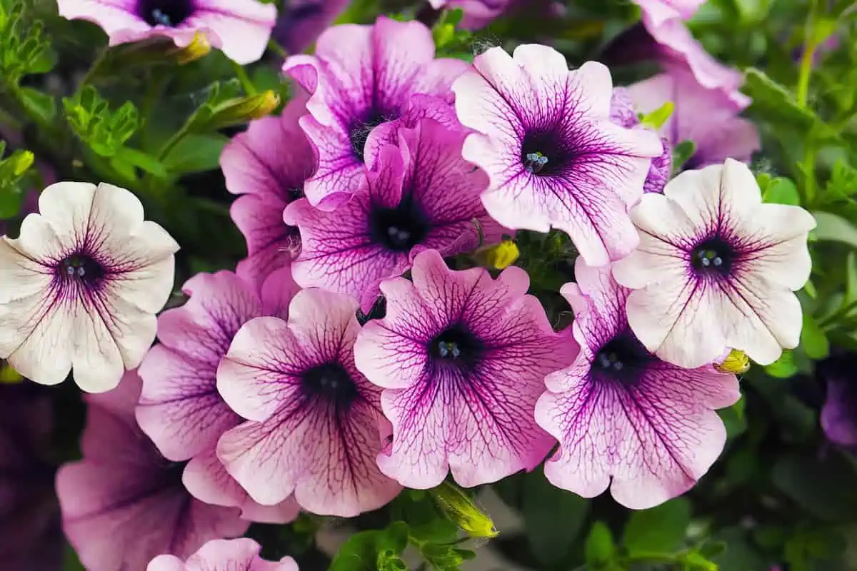 Petunya Çiçeği Bakımı