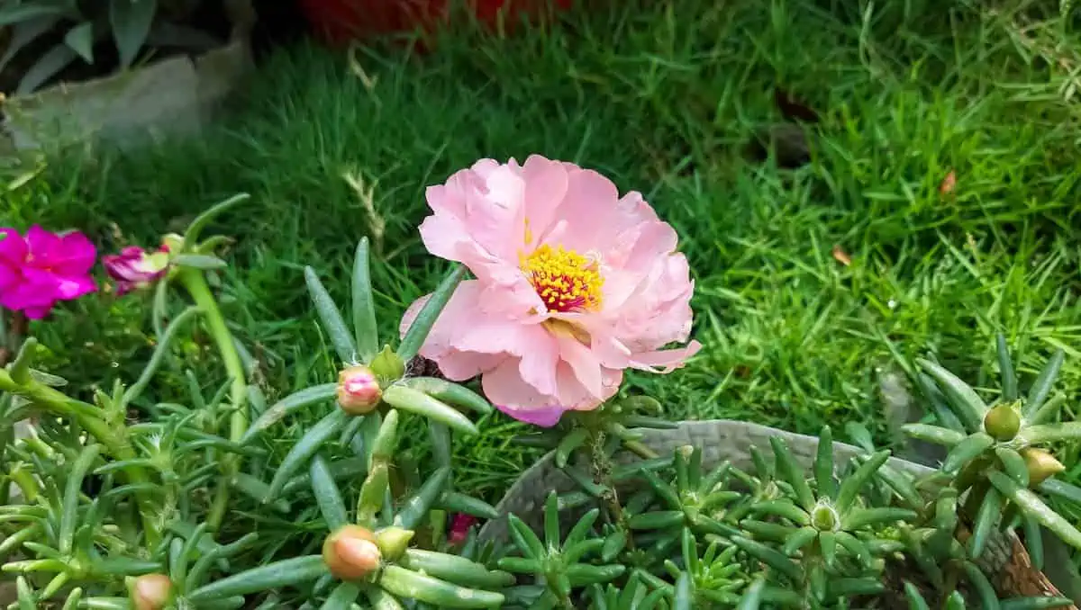 İpek Çiçeği