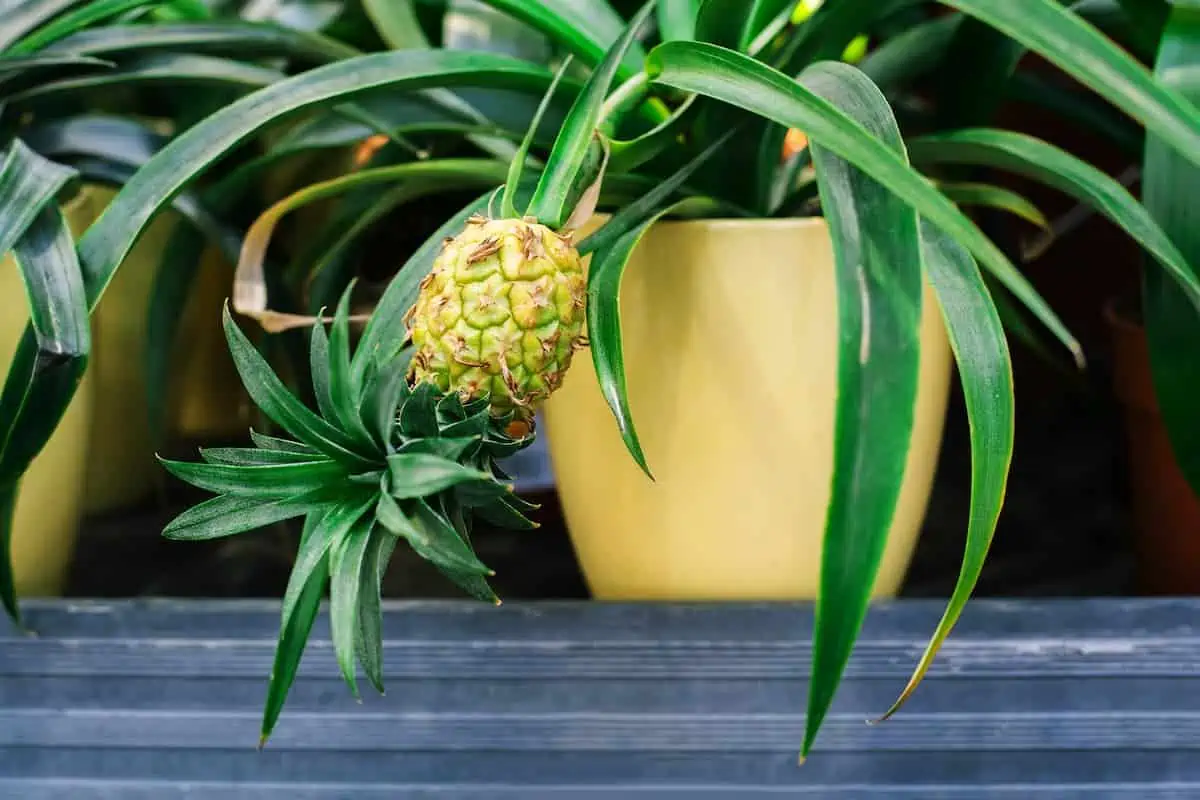 Evde Ananas Yetiştirme