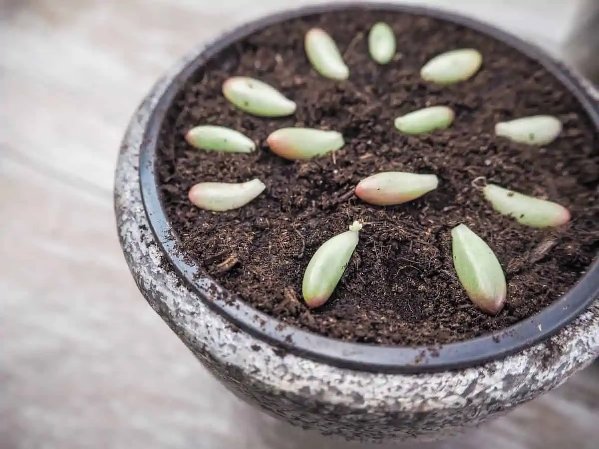 Sedum Rubrotinctum Bakımı