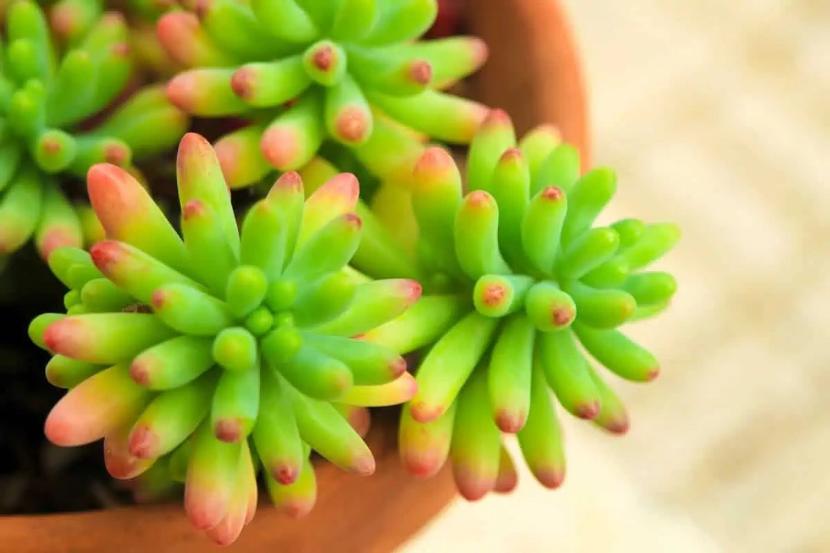 Sedum Rubrotinctum Bakımı