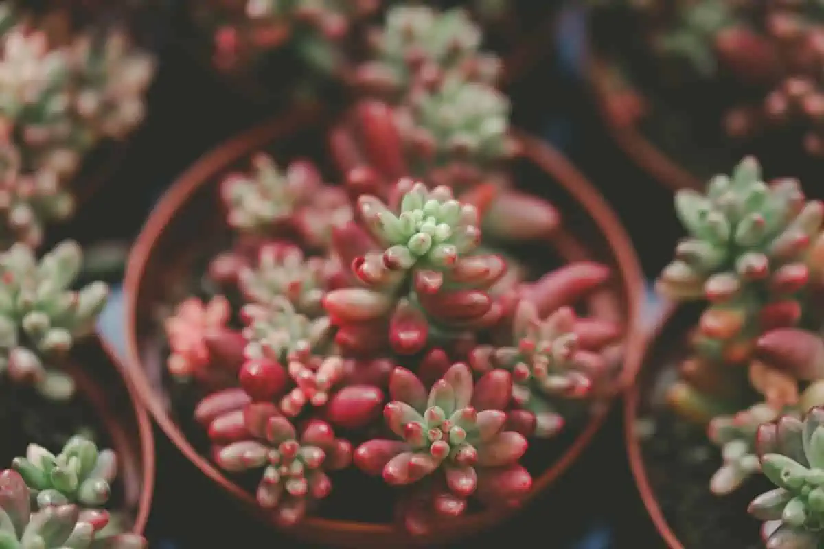 Sedum Rubrotinctum Bakımı