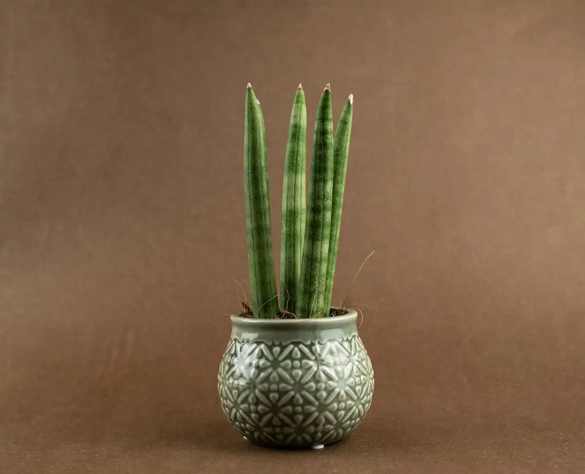 Sansevieria Bakımı ve Renklendirme
