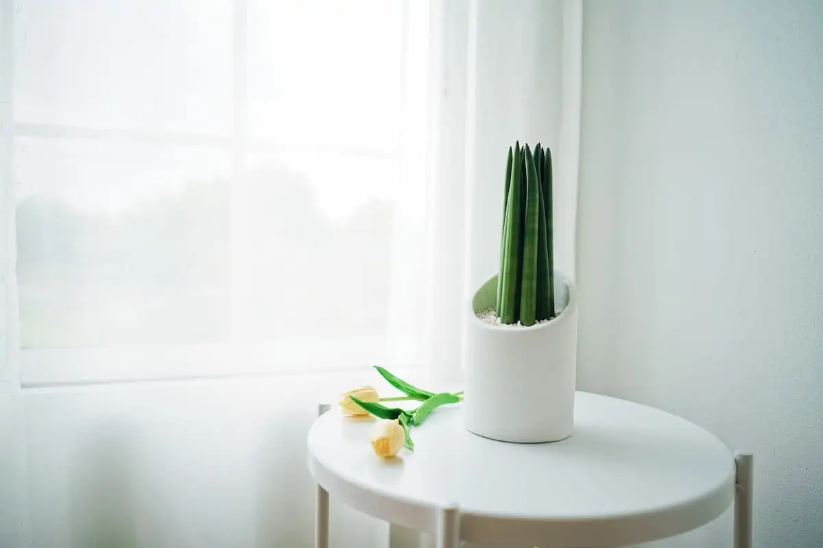 Sansevieria Bakımı ve Renklendirme