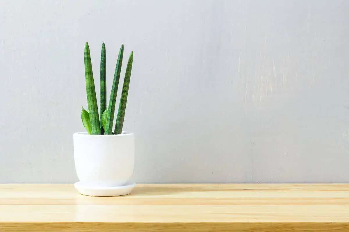 Sansevieria Bakımı ve Renklendirme