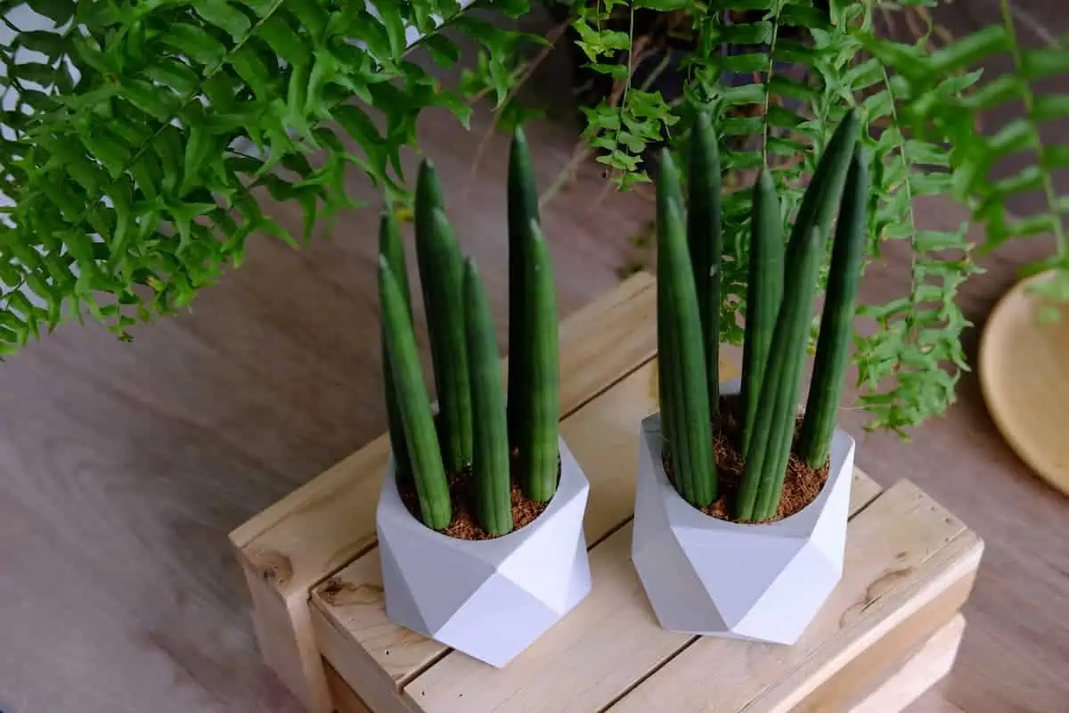 Sansevieria Bakımı ve Renklendirme