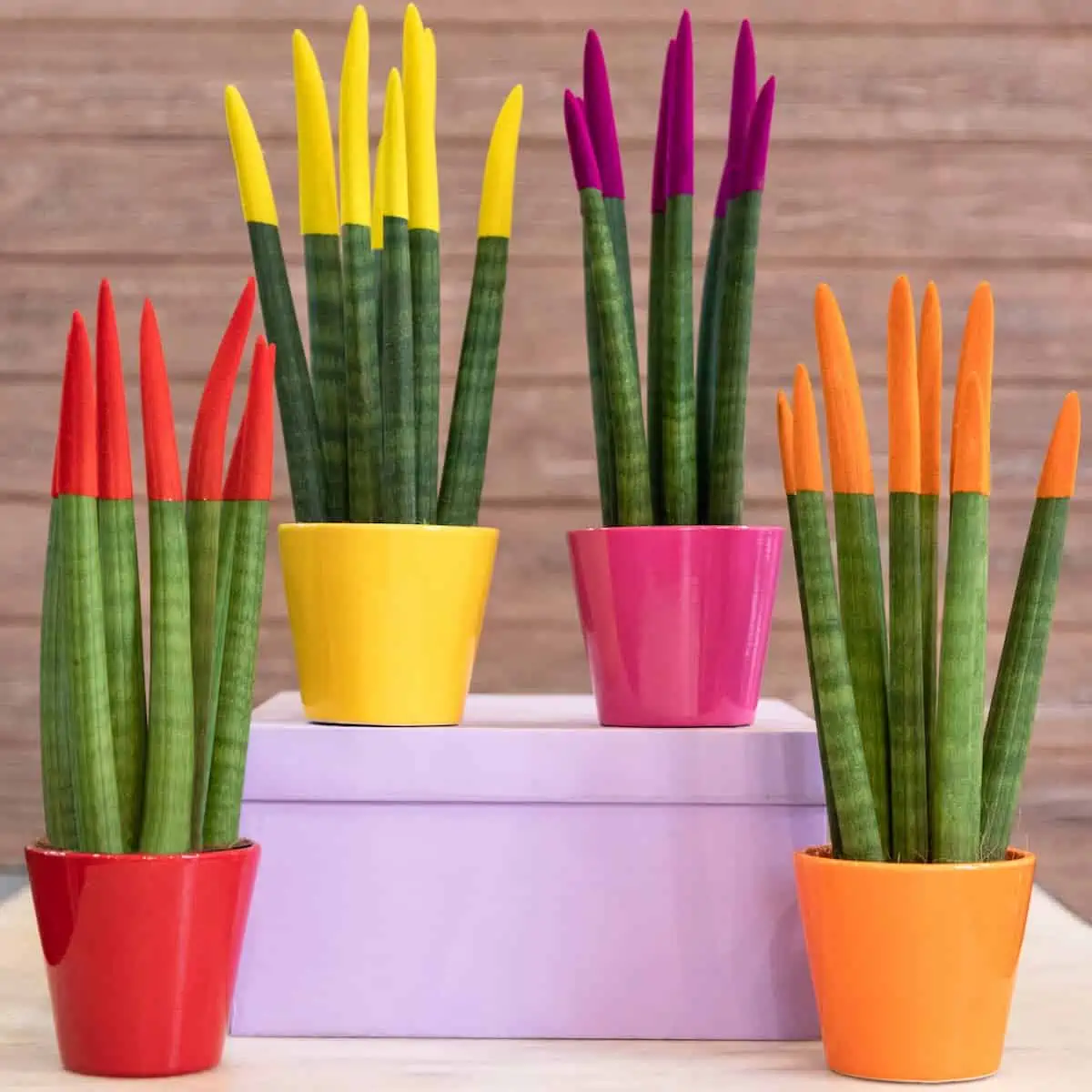 Sansevieria Bakımı ve Renklendirme