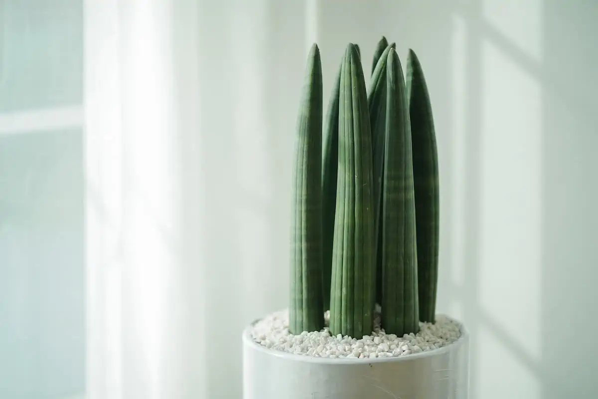 Sansevieria Bakımı ve Renklendirme