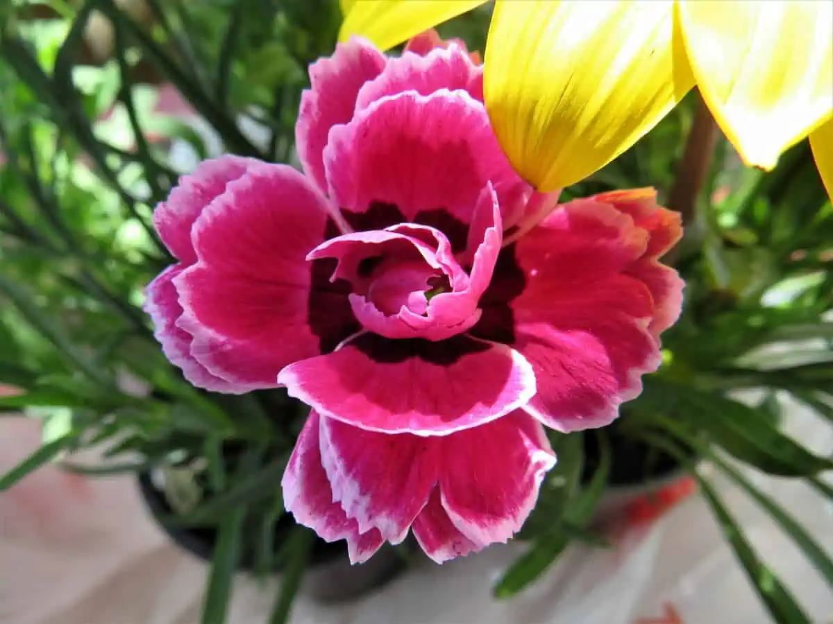 Karanfil Çiçeği Bakımı ve Anlamı