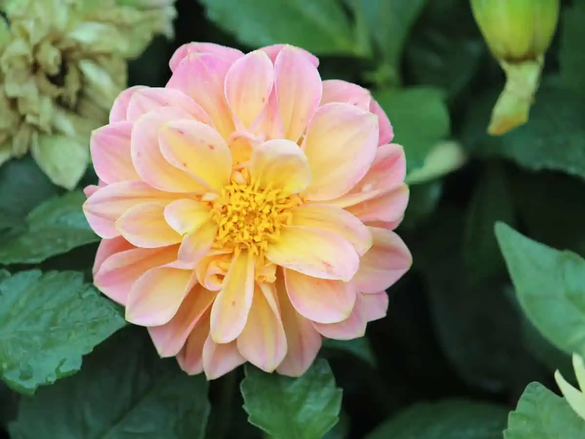 Yıldız Çiçeği (Dahlia) Bakımı