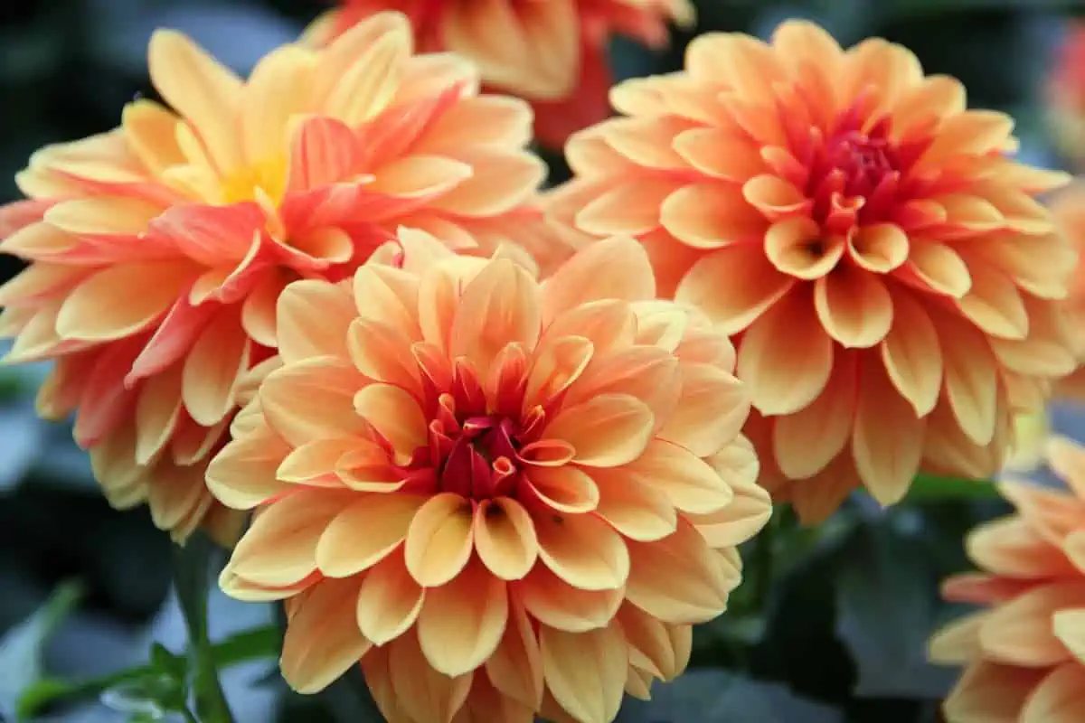 Yıldız Çiçeği (Dahlia) Bakımı