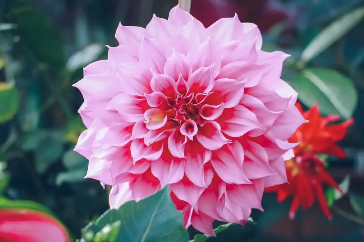 Yıldız Çiçeği (Dahlia) Bakımı