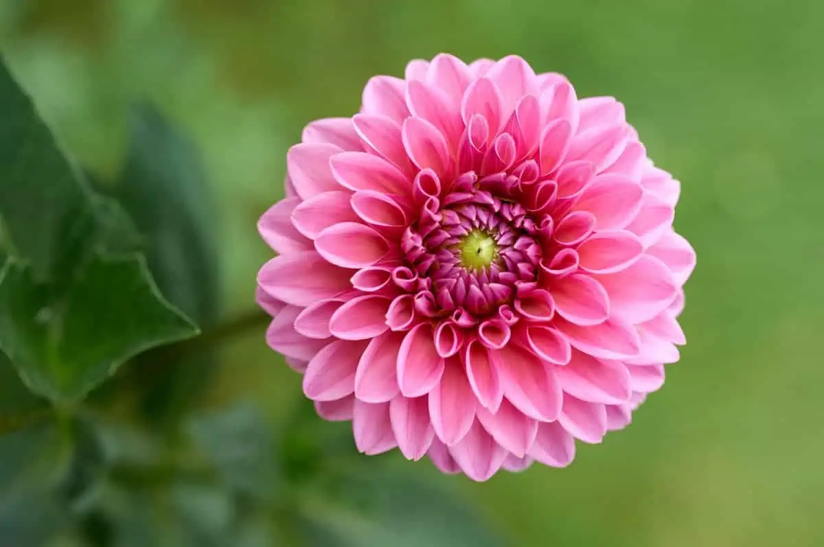 Yıldız Çiçeği (Dahlia) Bakımı