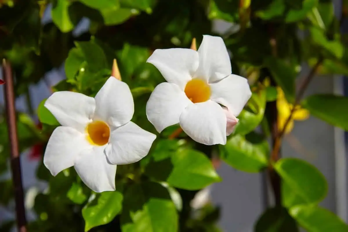 Mandevilla Çiçeği Bakımı