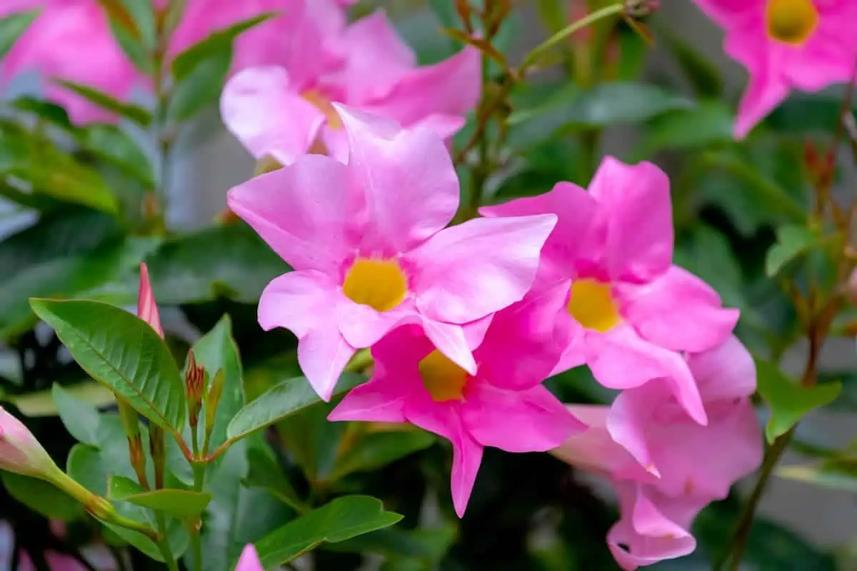 Mandevilla Çiçeği Bakımı