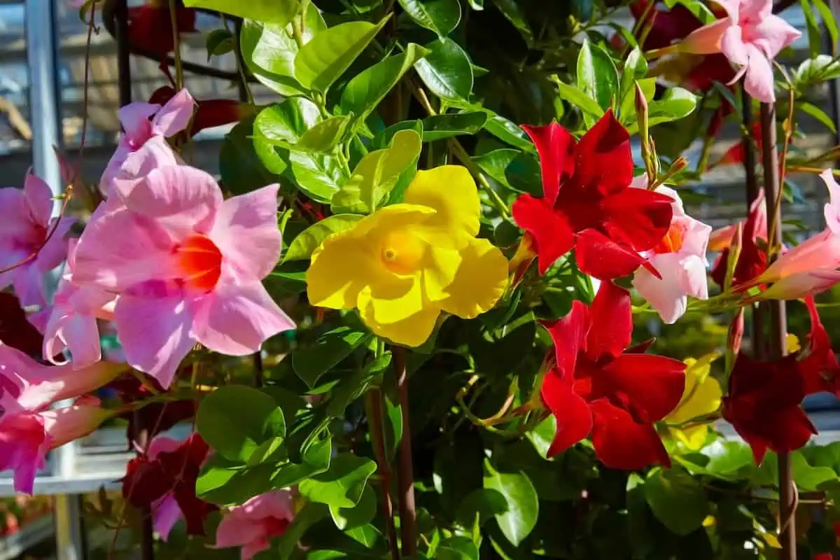 Mandevilla Çiçeği Bakımı