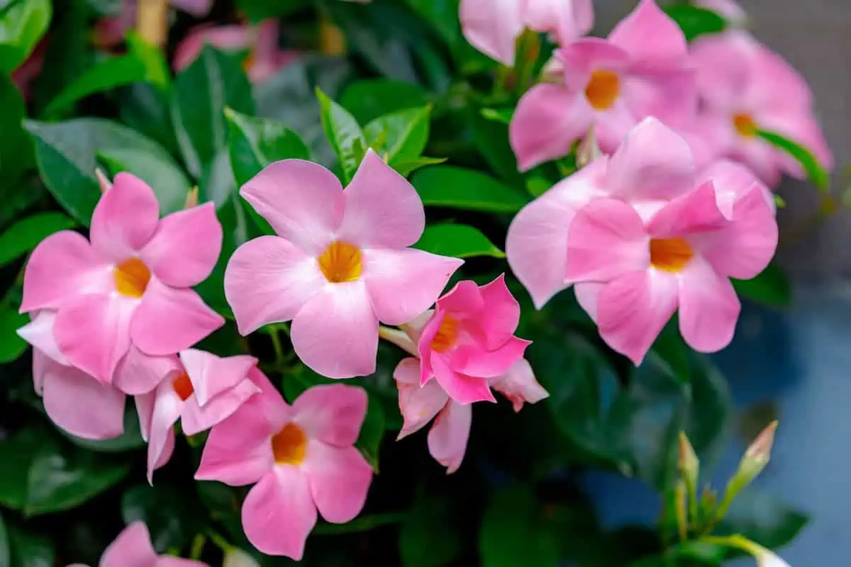 Mandevilla Çiçeği Bakımı