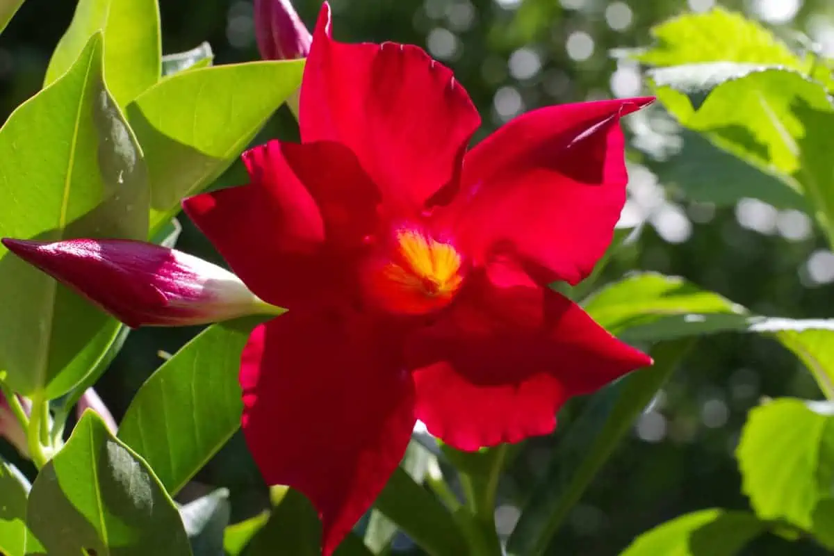 Mandevilla Çiçeği Bakımı