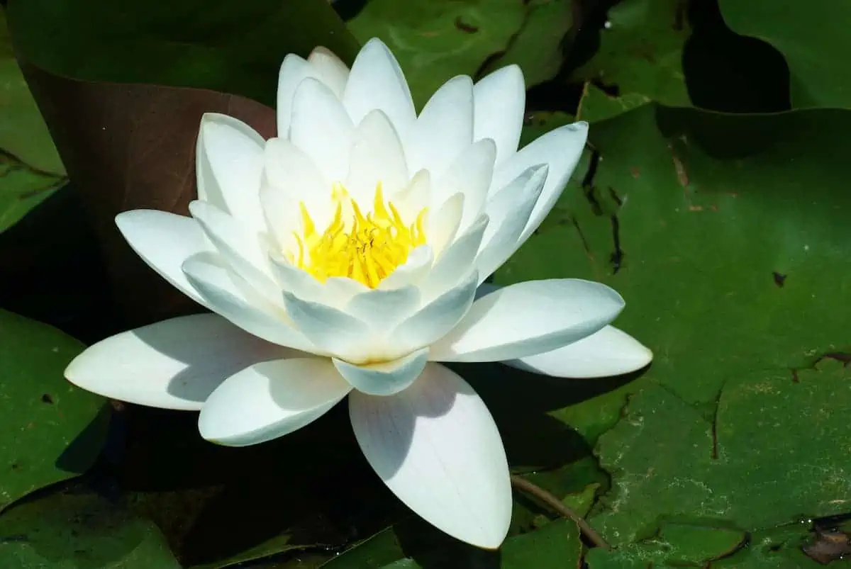 Nilüfer ve Lotus Çiçeği Bakımı
