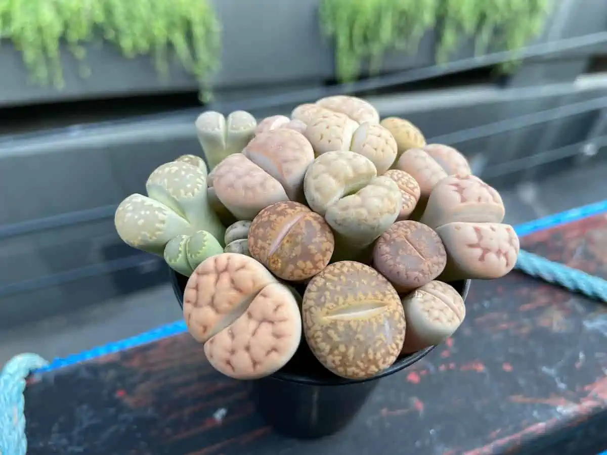 Lithops Bakımında Püf Noktalar