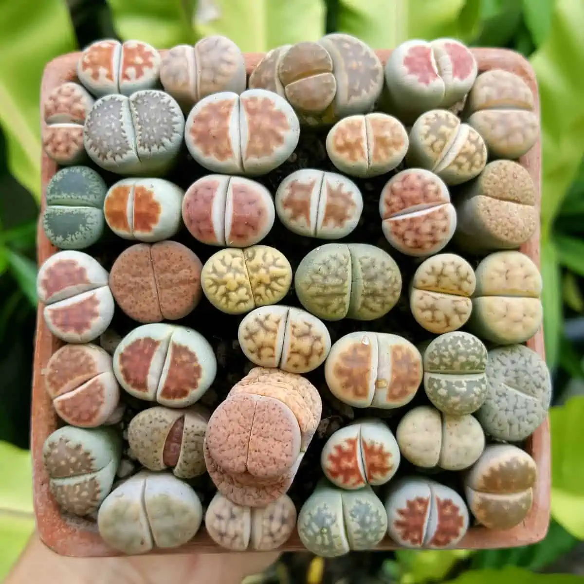 Lithops Bakımında Püf Noktalar