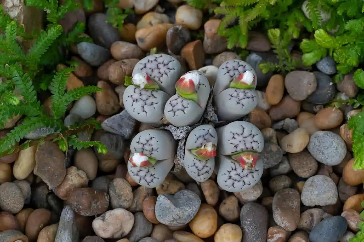 Lithops Bakımında Püf Noktalar