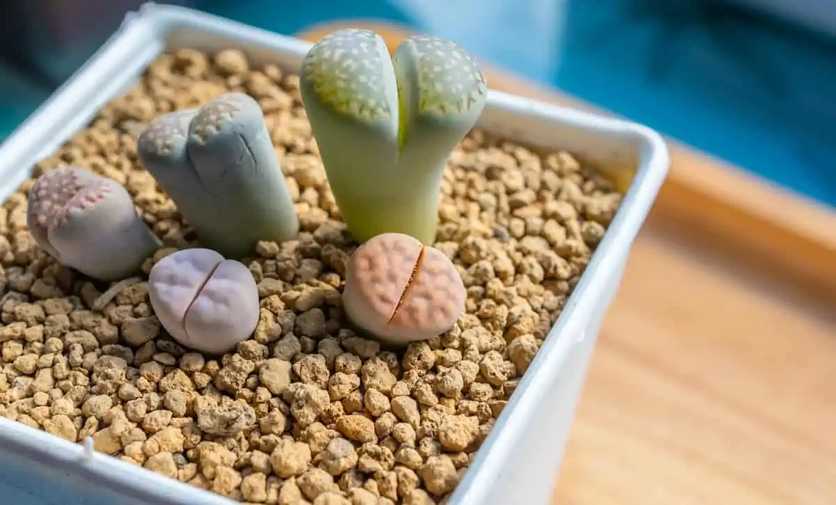 Lithops Bakımında Püf Noktalar