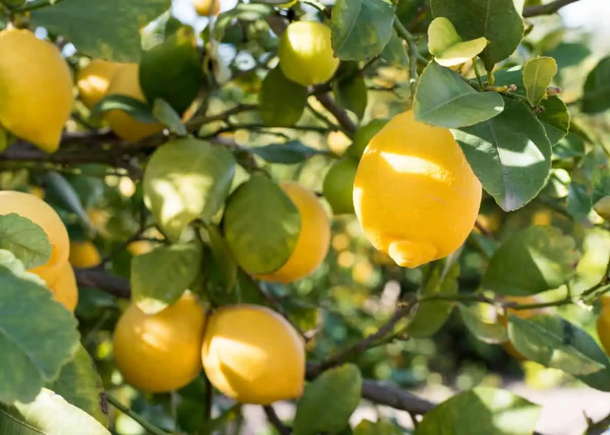 Limon Ağacı Bakımı ve Yetiştirilmesi