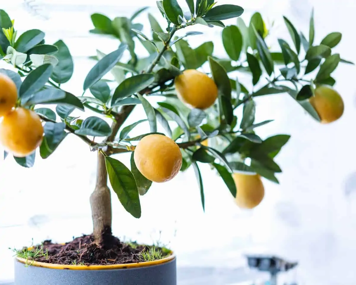 Limon Ağacı Bakımı ve Yetiştirilmesi