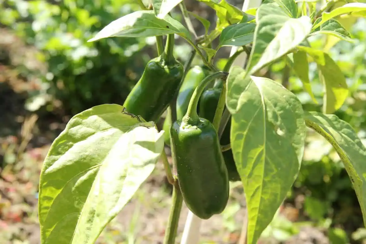 Jalapeno Yetiştirme ve Bakımı