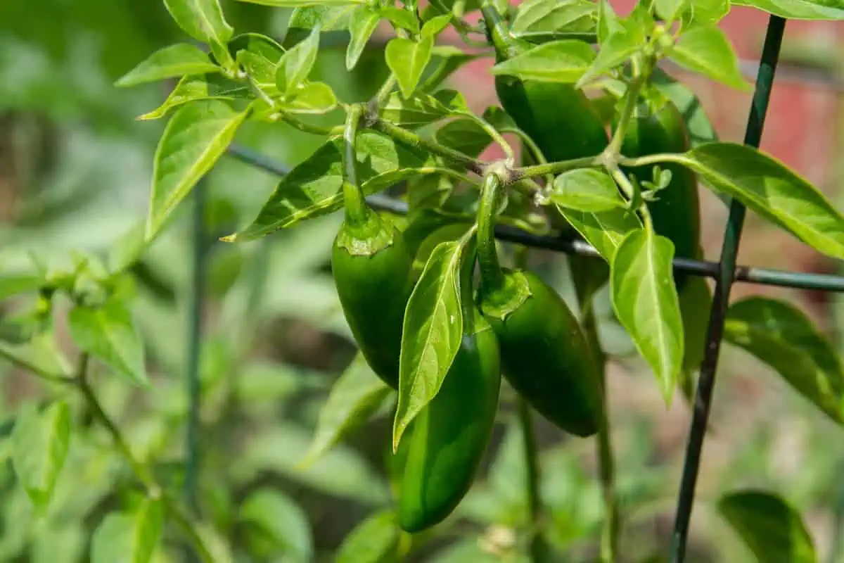 Jalapeno Yetiştirme ve Bakımı