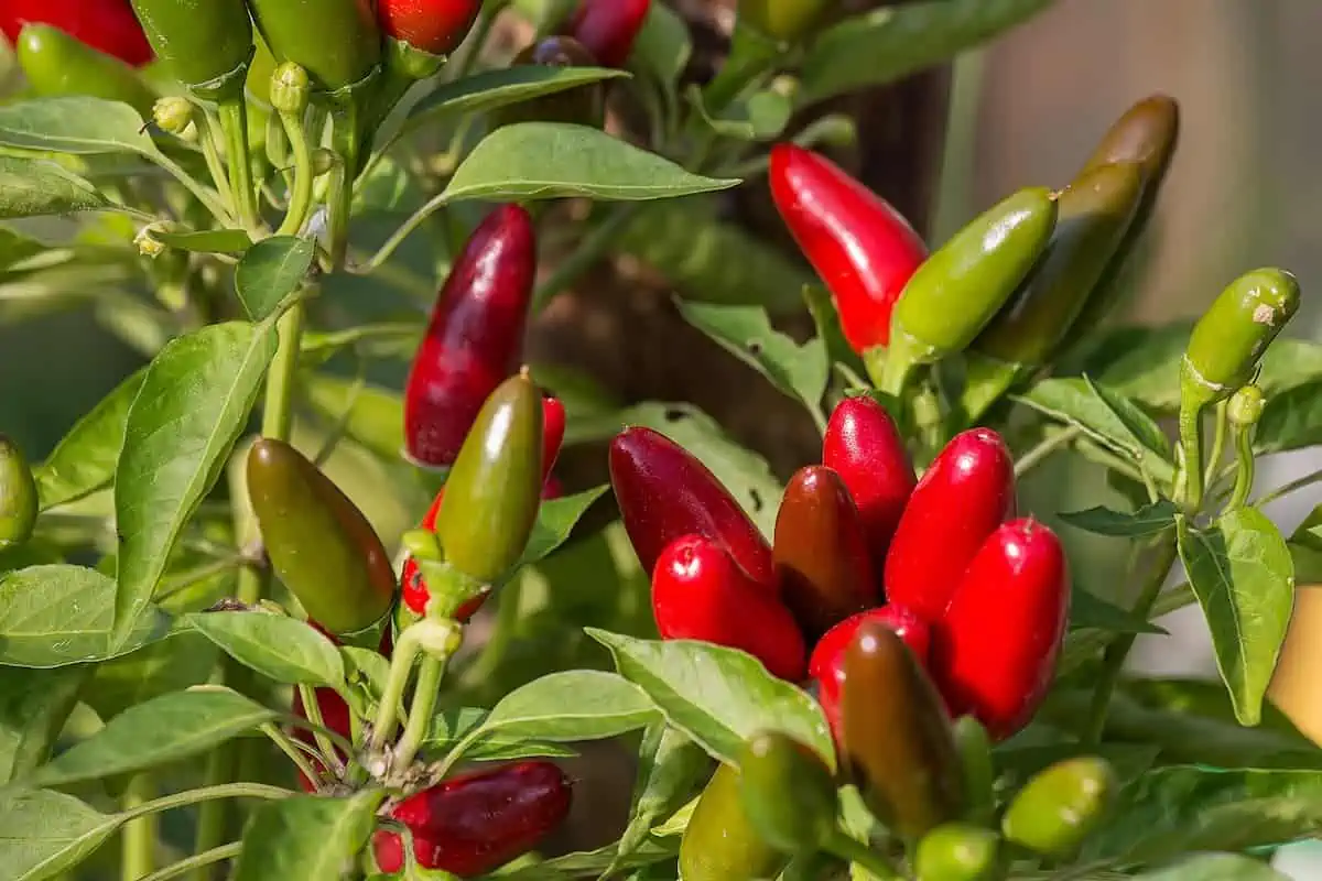 Jalapeno Yetiştirme ve Bakımı