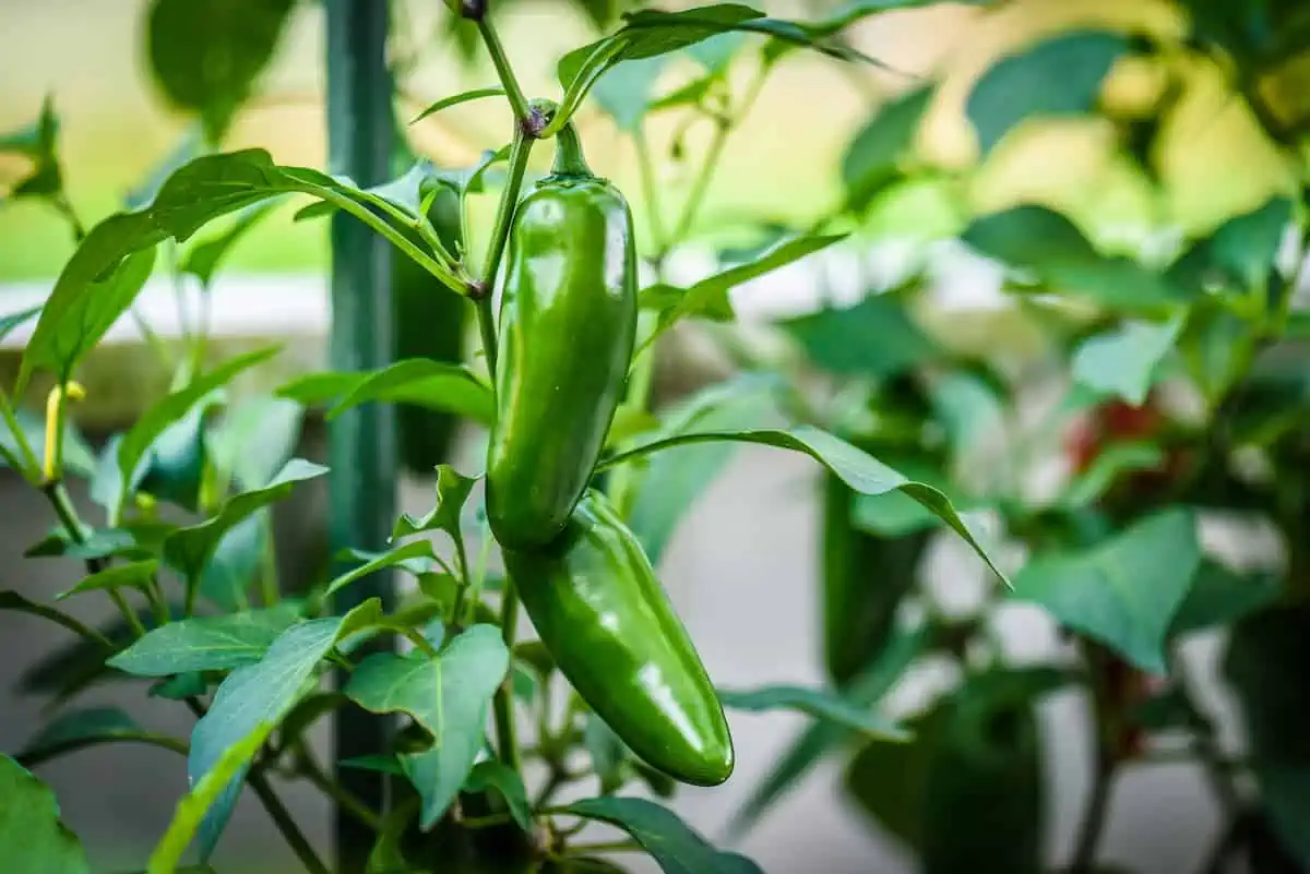 Jalapeno Yetiştirme ve Bakımı