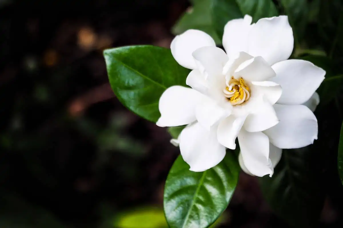 Gardenya Çiçeği Bakımı