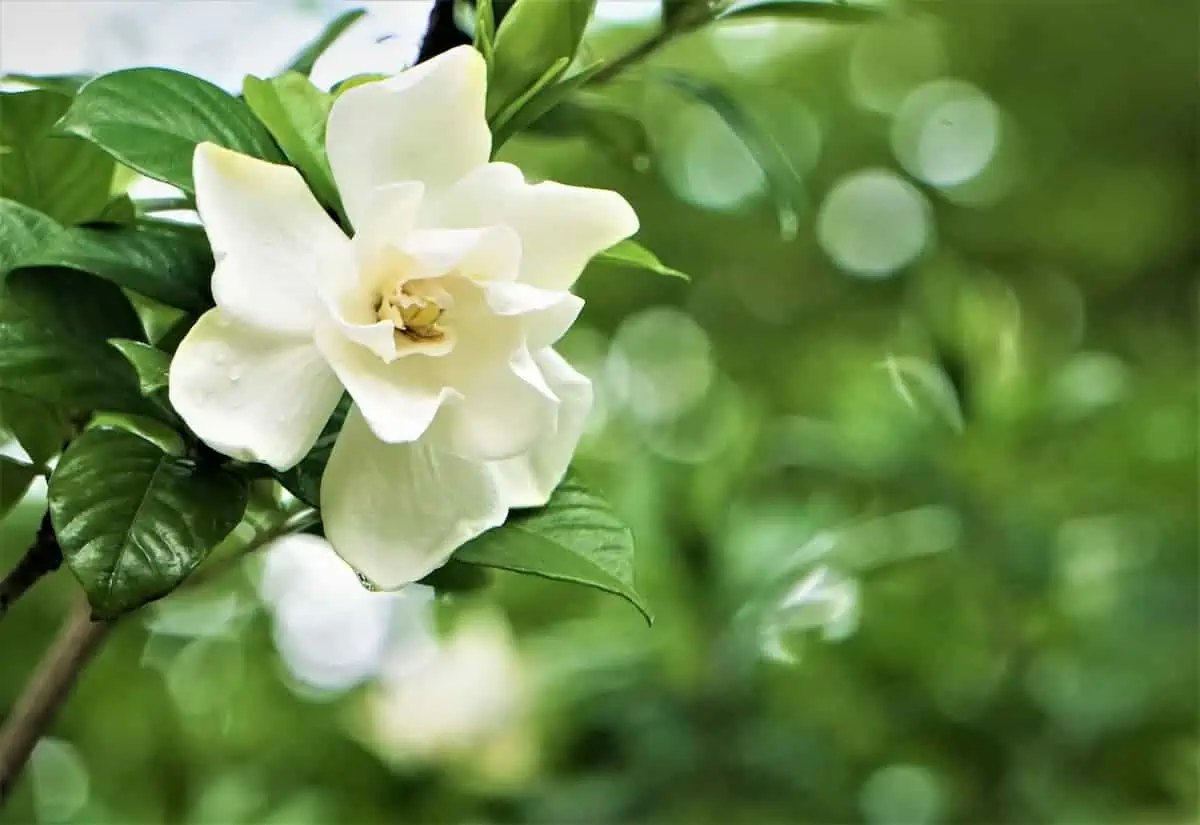 Gardenya Çiçeği Bakımı